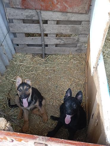 охотичный собака: Авчарка кучуктор 3-жарым ай болду прививкаланган 2-ургачы Кучук калды — 2