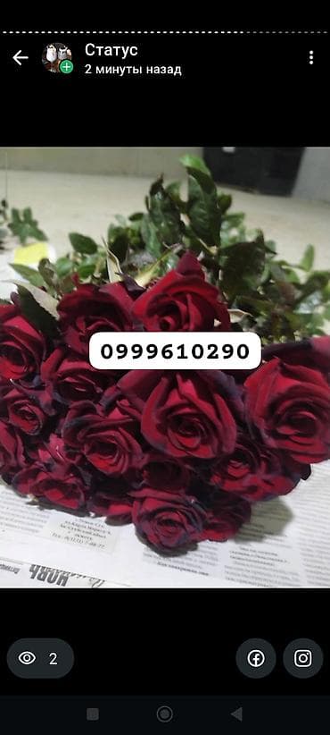 штамбовые розы: Саженцы цветка: Розы, Платная доставка — 6