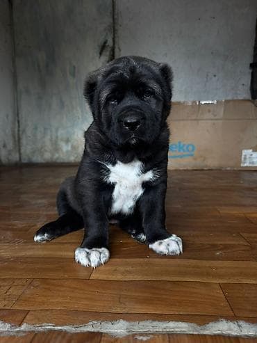 кыргыз алабай: Продаются щенки средне азиатской овчарки, алабаи, один мальчик и три — 2