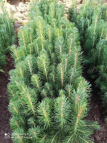 Бакча эмереги: Көчөттөр дарактардын: Карагайлар — 1