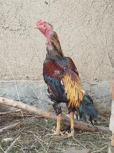 х5 bmw: Электровелосипед, Б/у — 2