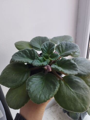 аэратор для рыб: Продаю фиалки есть детки — 6