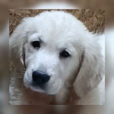 акустические системы китай колонка в виде собак: Ретривер, 2 месяца, Самка — 1