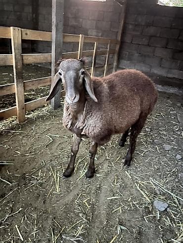 кошка веслоухий: Продаю | Баран (самец) — 4