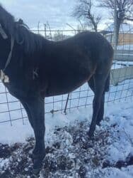 дом животных: Продаю | Жеребенок | Полукровка | На забой, Для разведения | Племенные — 8