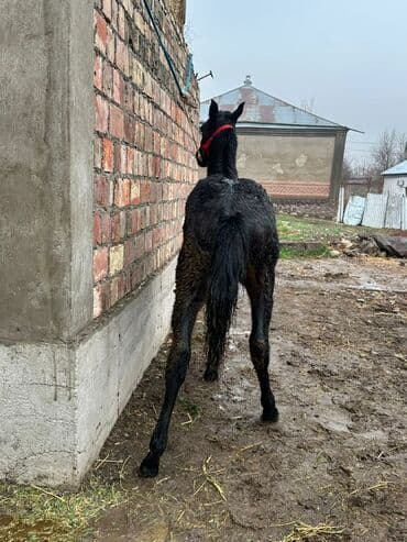 купить кошку бишкек: Продаю | Жеребенок | Конный спорт — 10