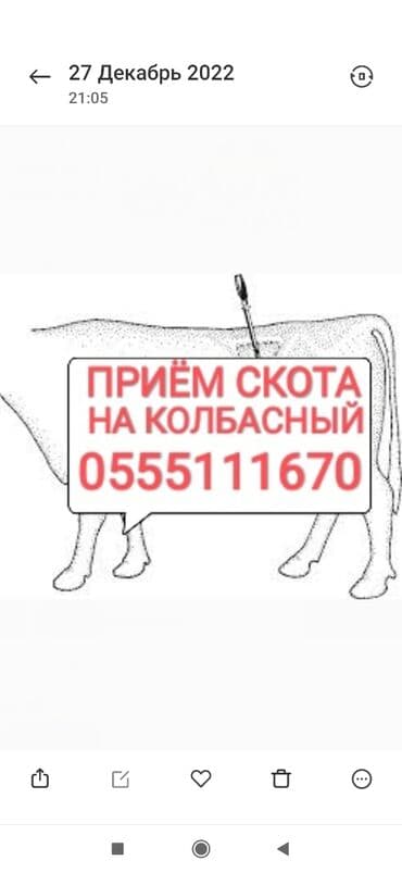 кролик декоративный: Сатып алам | Уйлар, букалар, Жылкылар, аттар | Күнү-түнү, Бардык шартта, Союлган — 1