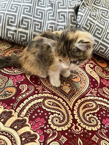scottish fold: Кошка даром: Беспородная, 2 месяца, Девочка, Приучена к лотку — 1