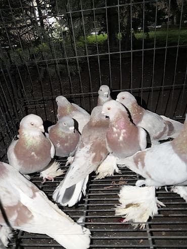 продажа голубей: Цена договорная Голуби декоративной породы с косматыми лапами — 1