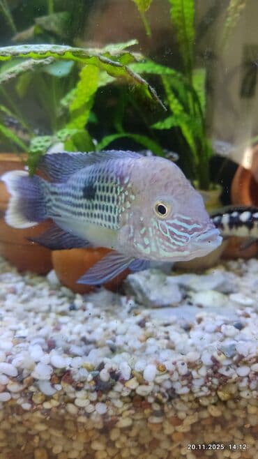 купить собаку шпица недорого: Продам голубую акару. 2000 Идвух китайских попугаев( самец, самка) по — 10