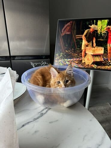 кошка бенгальская: Мейн-кун, 10 месяцев, Мальчик, Рыжий — 1
