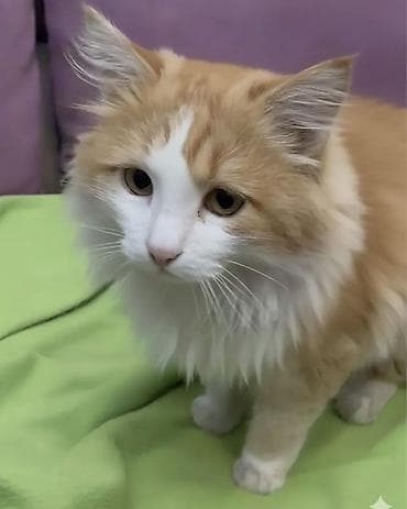 Мышык бекер берем: Мышык бекер берилет: Породасыз, 2 жаш, Эркек, Бычылган, Лотокко барууга үйрөтүлгөн, Курттардан тазаланган — 1