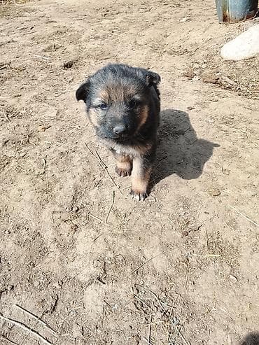 пиявка бишкек: Щенок, окрас черно-рыжий (с подпалом). Пушистая шерсть средней длины — 3