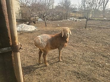 Продаю | Баран (самец) | Для разведения | Осеменитель