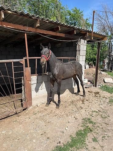 сут саачу апарат: Продаю | Жеребец | Рабочий — 1