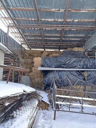 Продаю горное сено экспорцет разнотравье, клевер в тюках.500 тюков