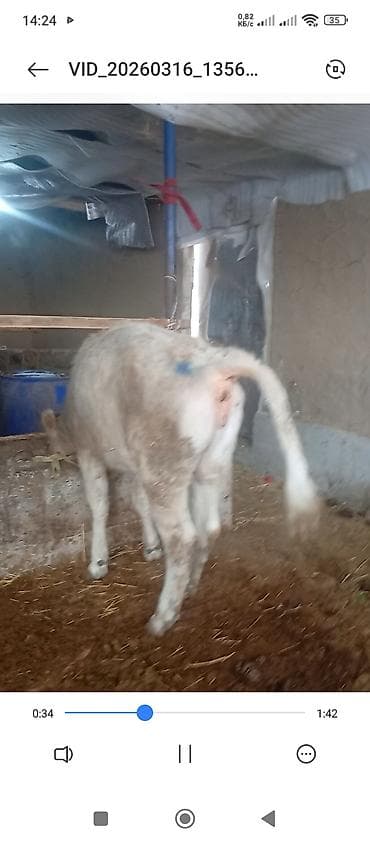 доенные коровы: Продаю | Музоо, торпок — 6