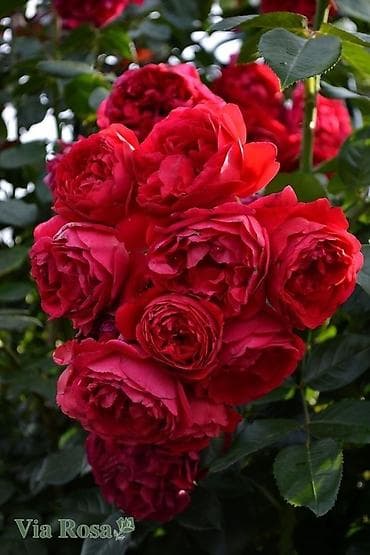 декаративные камни: Продаю саженцы РоЗ!!! Более 70 видов — 8