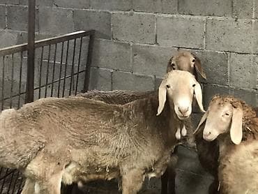 киссар кой: Продаю | Овца (самка) | Гиссарская, Арашан | Для разведения | Осеменитель, Ярка — 1