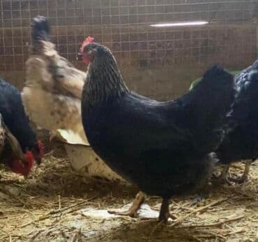 собаки цена: Продаю | Куры | Домашняя | Для разведения — 2