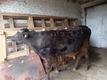 Грызуны: Продаю | Корова (самка) | Полукровка | Для разведения | Нетель — 4