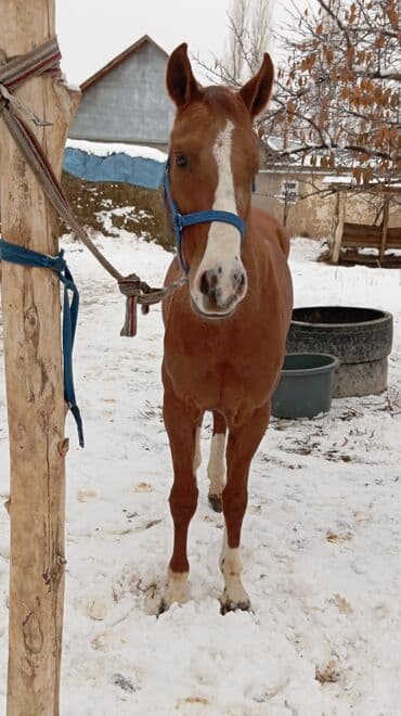 дом животных: Продаю | Конь (самец) | Полукровка | Конный спорт | Племенные — 5
