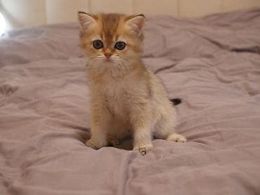красивые кошки: Скотиш Страйт (Шотландская прямоухая), 3 месяца, Девочка, Золотая шиншилла — 3