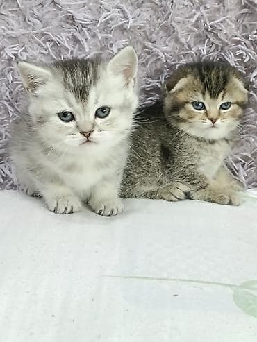 кошки шатланский: Скотиш Фолд (Шотландская вислоухая), 1 месяц, Девочка — 2