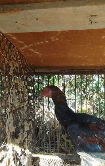 Продаю | Петух | Бойцовая | Для разведения