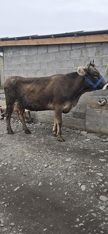 Аквариумдар: Сатам | Уй (ургаачы) | Көбөйтүү үчүн | Байланган — 2