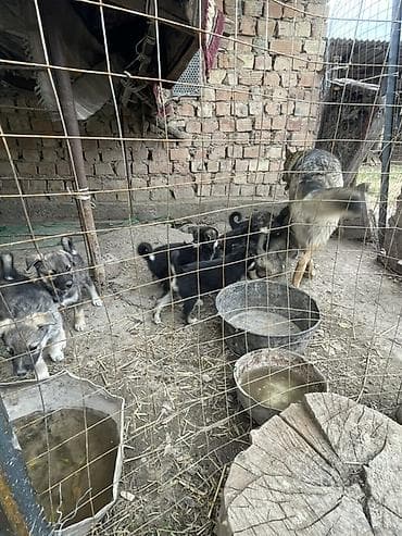 Щенки европейской овчарки Продаются чистокровные щенки европейской — 1