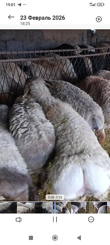 мяса кролика: Продаю | Ягненок | Для разведения | Ярка — 2