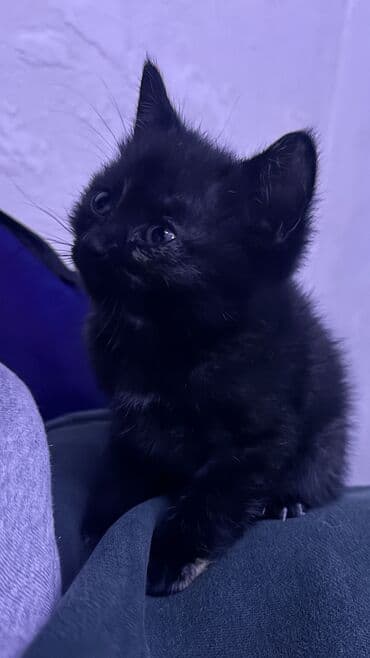 продаю в связи переездом: Отдам в добрые руки К лотку приручена, кушает отлично Все уколы — 2