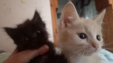 я ищу котят: Отдам котят в добрые руки. чистенькие, к лотку приучены. мальчики — 2