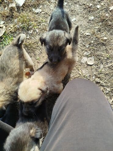 Вязка собак: Щенки,, отдам в хорошие руки — 1