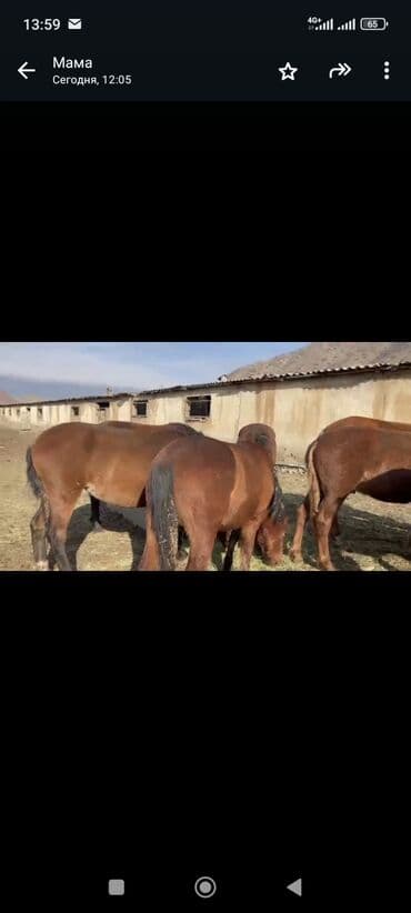 где можно купить телят симментальской породы: Продаю | Кобыла (самка), Конь (самец), Жеребец | На забой, Для разведения, Рабочий | Племенные, Осеменитель — 1