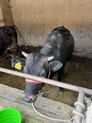 кошка токмок: Сатам | Кунаажын, Музоо | Союуга, Көбөйтүү үчүн, Сүт алуу үчүн — 5