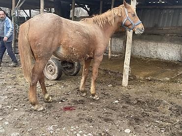 арабский жеребец купить: Продаю | Кобыла (самка) | Дончак | Для разведения | Племенные — 2