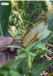 тайган собака цена бишкек: 8сом/кг Качественный кукурузный Силос 🌽 с зернами Самовывоз — 3