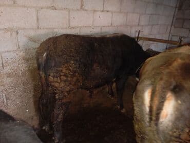 Продаю | Бык (самец) | Полукровка | На откорм | Привязанные