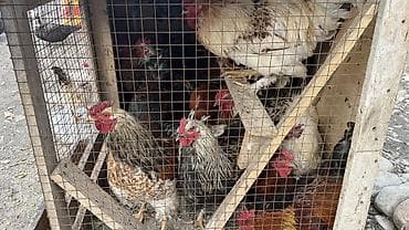 куры несушки оптом: Продаю | Куры | Домашняя | Для разведения — 6