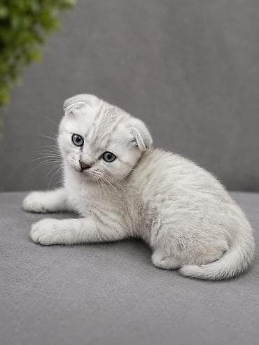 шотландская кошка: Шотландские вислоухие котята (Scottish Fold) Окрас — 3