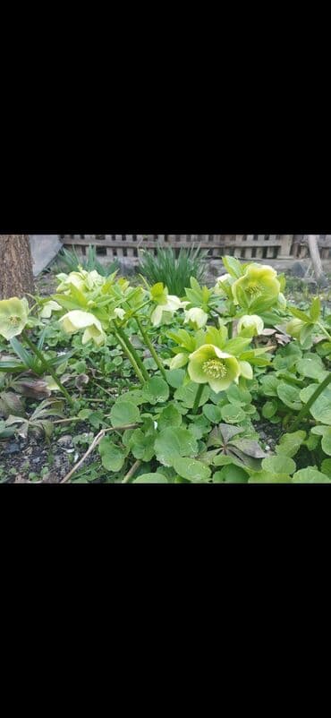 органайзер бишкек: Көчөттөр гүлдүн — 4