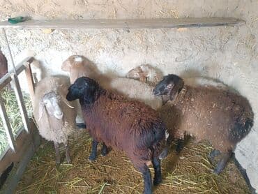 куры домашние: Продаю | Овца (самка) | Для разведения | Матка — 1