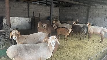 сколько стоит сибирская кошка котенок: Продаю | Овца (самка) | Арашан | Для разведения | Матка — 6