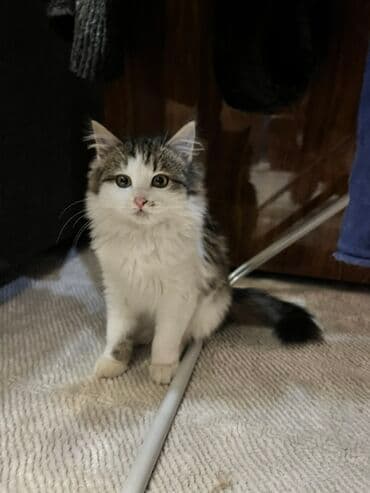 растения в аквариум: 3 месяца, Девочка, С прививками, Приучена к лотку, Проглистована — 2