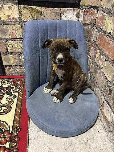 французские бульдоги: Питбуль, 2 месяца, Самец, С прививкой — 3