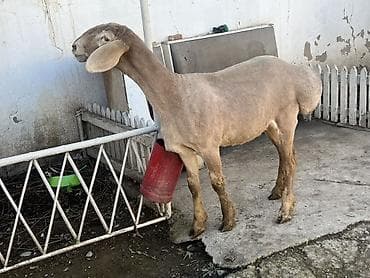 индюк живой: Продаю | Овца (самка) | Для разведения | Матка — 2