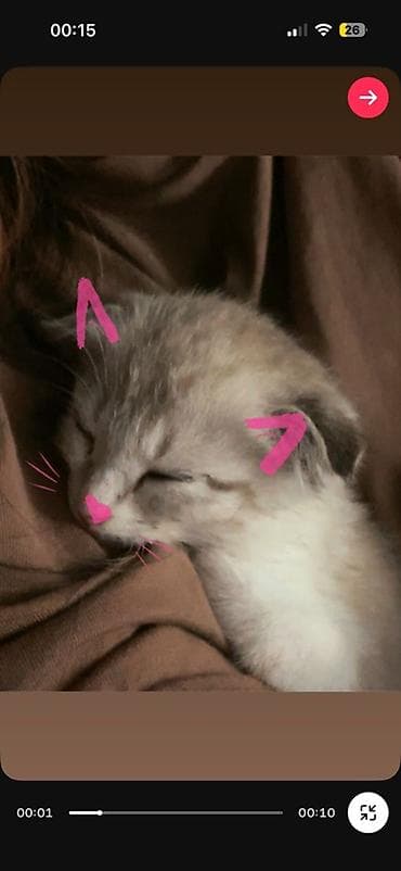 кошка шотландский: Скотиш Фолд (Шотландская вислоухая), 2 месяца, Девочка, Приучена к лотку — 2