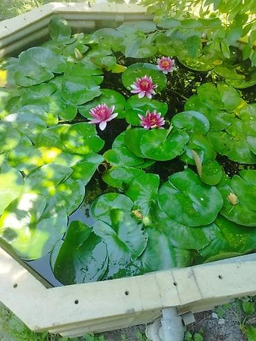 Кувшинка водная (нимфея) — декоративное водное растение для пруда и — 1